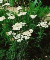 Achillea millefolium 9 cm Topf - Größe nach Saison