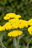 Achillea millefolium 9 cm Topf - Größe nach Saison