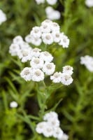 Achillea millefolium 9 cm Topf - Größe nach Saison