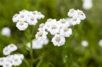 Achillea millefolium 9 cm Topf - Größe nach Saison