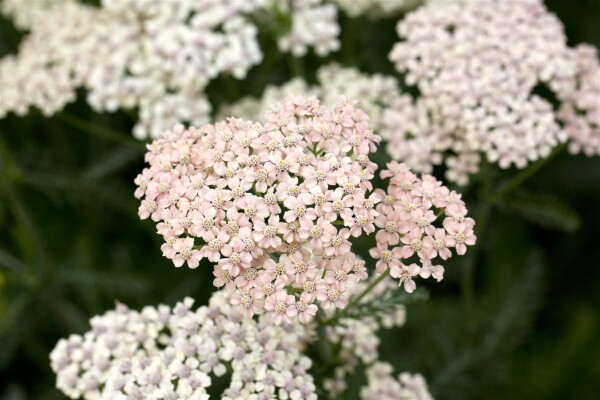 Achillea millefolium Apfelblüte 9 cm Topf - Größe nach Saison