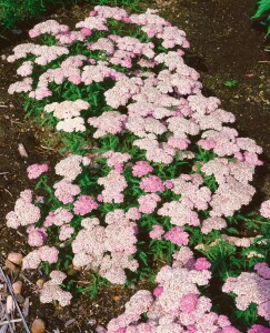 Achillea millefolium Apfelblüte 9 cm Topf - Größe nach Saison