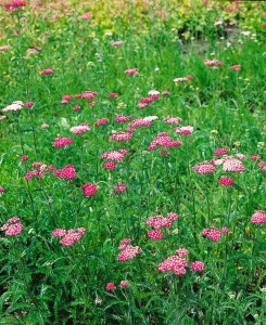 Achillea millefolium Apfelblüte 9 cm Topf - Größe nach Saison