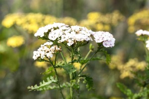 Achillea millefolium Apfelblüte 9 cm Topf - Größe nach Saison