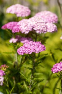 Achillea millefolium Apfelblüte 9 cm Topf - Größe nach Saison