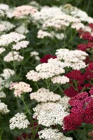 Achillea millefolium Apfelblüte 9 cm Topf - Größe nach Saison