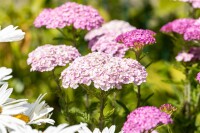 Achillea millefolium Apfelblüte 9 cm Topf - Größe nach Saison