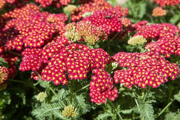 Achillea millefolium Belle Epoque 9 cm Topf - Größe nach Saison