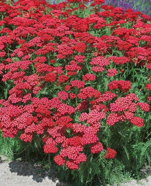 Achillea millefolium Christel 9 cm Topf - Größe nach Saison