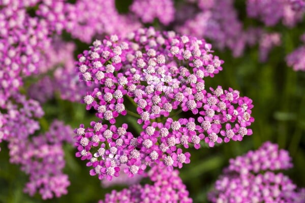 Achillea millefolium Lilac Beauty 9 cm Topf - Größe nach Saison