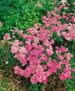 Achillea millefolium Lilac Beauty 9 cm Topf - Größe nach Saison