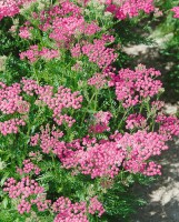 Achillea millefolium Lilac Beauty 9 cm Topf - Größe nach Saison