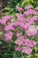 Achillea millefolium Lilac Beauty 9 cm Topf - Größe nach Saison