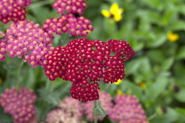 Achillea millefolium Red Velvet 9 cm Topf - Größe nach Saison