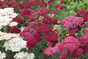 Achillea millefolium Red Velvet 9 cm Topf - Größe nach Saison