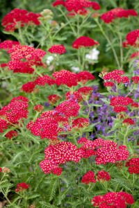 Achillea millefolium Red Velvet 9 cm Topf - Größe nach Saison