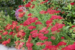 Achillea millefolium Red Velvet 9 cm Topf - Größe nach Saison