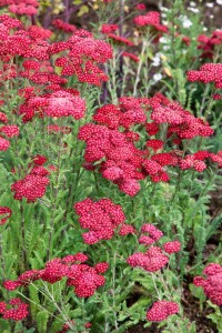 Achillea millefolium Red Velvet 9 cm Topf - Größe nach Saison