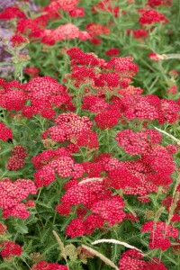 Achillea millefolium Red Velvet 9 cm Topf - Größe nach Saison