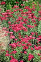 Achillea millefolium Red Velvet 9 cm Topf - Größe nach Saison