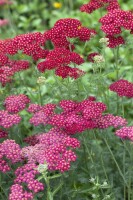 Achillea millefolium Red Velvet 9 cm Topf - Größe nach Saison