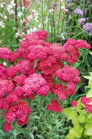 Achillea millefolium Red Velvet 9 cm Topf - Größe nach Saison