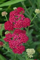 Achillea millefolium Red Velvet 9 cm Topf - Größe nach Saison