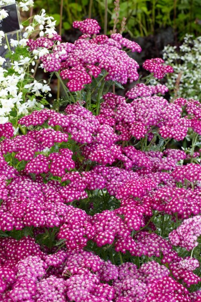 Achillea millefolium Sammetriese 9 cm Topf - Größe nach Saison