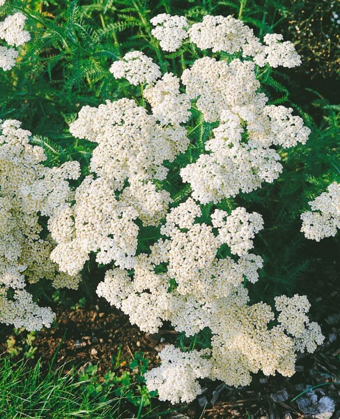 Achillea millefolium Schneetaler 9 cm Topf - Größe nach Saison