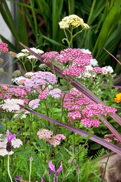 Achillea millefolium Summer Pastels 9 cm Topf - Größe nach Saison