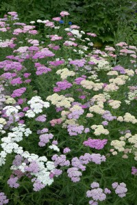 Achillea millefolium Summer Pastels 9 cm Topf - Größe nach Saison