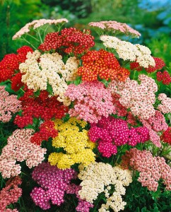 Achillea millefolium Summer Pastels 9 cm Topf - Größe nach Saison