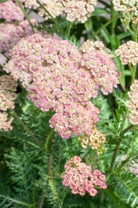 Achillea millefolium Summer Pastels 9 cm Topf - Größe nach Saison