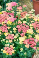 Achillea millefolium Summer Pastels 9 cm Topf - Größe nach Saison