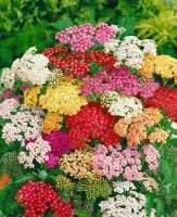 Achillea millefolium Summer Pastels 9 cm Topf - Größe nach Saison