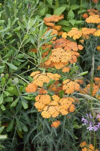 Achillea millefolium Terracotta 9 cm Topf - Größe nach Saison