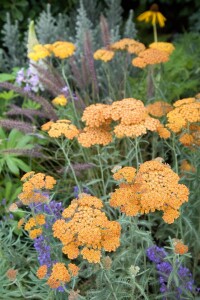 Achillea millefolium Terracotta 9 cm Topf - Größe nach Saison