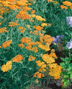 Achillea millefolium Terracotta 9 cm Topf - Größe nach Saison