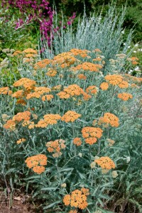 Achillea millefolium Terracotta 9 cm Topf - Größe nach Saison