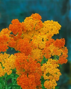 Achillea millefolium Terracotta 9 cm Topf - Größe nach Saison