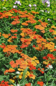 Achillea millefolium Terracotta 9 cm Topf - Größe nach Saison