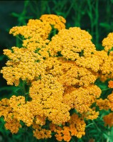 Achillea millefolium Terracotta 9 cm Topf - Größe nach Saison