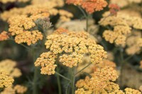 Achillea millefolium Terracotta 9 cm Topf - Größe nach Saison