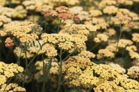 Achillea millefolium Terracotta 9 cm Topf - Größe nach Saison