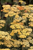 Achillea millefolium Terracotta 9 cm Topf - Größe nach Saison