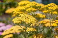 Achillea millefolium Terracotta 9 cm Topf - Größe nach Saison