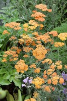 Achillea millefolium Terracotta 9 cm Topf - Größe nach Saison