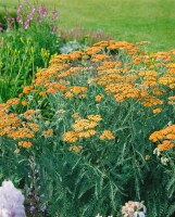 Achillea millefolium Terracotta 9 cm Topf - Größe nach Saison