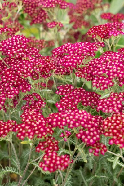 Achillea millefolium Velour 9 cm Topf - Größe nach Saison