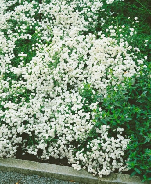 Achillea ptarmica The Pearl 9 cm Topf - Größe nach Saison